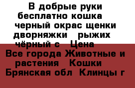 В добрые руки бесплатно,кошка,2.5черный окрас,щенки дворняжки,3 рыжих 1 чёрный,с › Цена ­ - - Все города Животные и растения » Кошки   . Брянская обл.,Клинцы г.